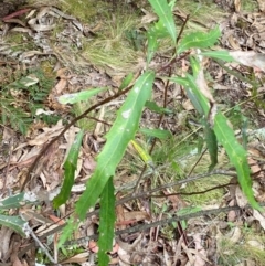 Lomatia myricoides (River Lomatia) at Tinderry Nature Reserve - 5 Nov 2023 by Tapirlord