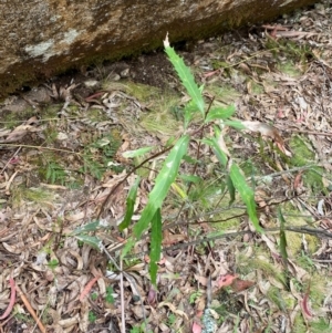 Lomatia myricoides at Tinderry Nature Reserve - 5 Nov 2023