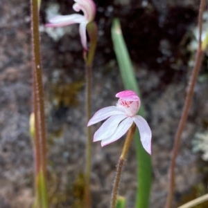 Caladenia alpina at Tinderry Nature Reserve - 5 Nov 2023