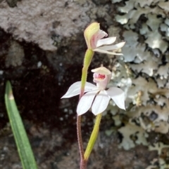 Caladenia alpina at Tinderry Nature Reserve - 5 Nov 2023