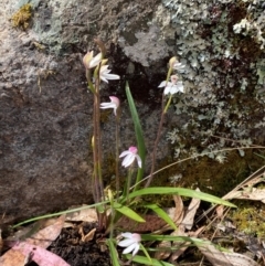 Caladenia alpina at Tinderry Nature Reserve - suppressed