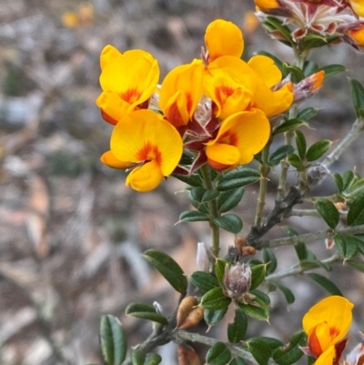 Oxylobium ellipticum (Common Shaggy Pea) at Tinderry Nature Reserve - 5 Nov 2023 by Tapirlord