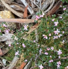 Boronia algida (Alpine Boronia) at Tinderry, NSW - 5 Nov 2023 by Tapirlord