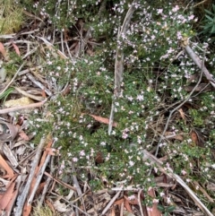 Boronia algida at Tinderry Nature Reserve - 5 Nov 2023