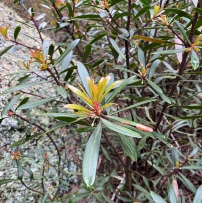 Tasmannia lanceolata (Mountain Pepper) at Tinderry, NSW - 5 Nov 2023 by Tapirlord