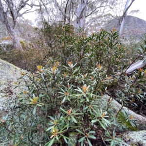 Tasmannia lanceolata at Tinderry Nature Reserve - 5 Nov 2023 02:31 PM