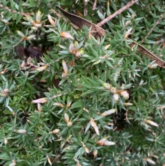 Acrotriche leucocarpa (Tall Acrotriche) at Tinderry Nature Reserve - 5 Nov 2023 by Tapirlord