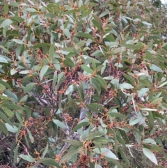 Eucalyptus pauciflora subsp. pauciflora at Tinderry Nature Reserve - 5 Nov 2023 01:48 PM