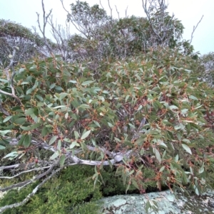 Eucalyptus pauciflora subsp. pauciflora at Tinderry Nature Reserve - 5 Nov 2023 01:48 PM