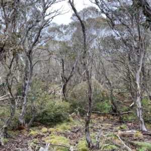 Eucalyptus pauciflora subsp. pauciflora at Tinderry Nature Reserve - 5 Nov 2023 01:48 PM