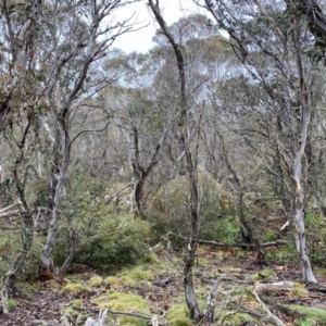 Eucalyptus pauciflora subsp. pauciflora at Tinderry Nature Reserve - 5 Nov 2023