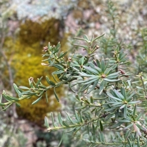 Podocarpus lawrencei at Tinderry Nature Reserve - 5 Nov 2023