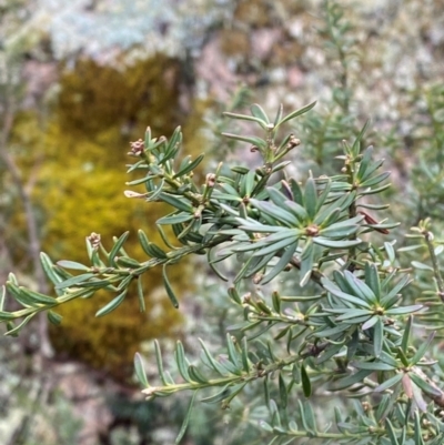 Podocarpus lawrencei (Mountain Plum Pine) at Tinderry, NSW - 5 Nov 2023 by Tapirlord
