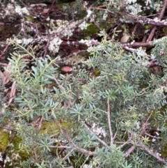 Podocarpus lawrencei at Tinderry Nature Reserve - 5 Nov 2023 12:51 PM