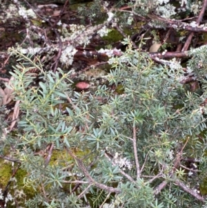 Podocarpus lawrencei at Tinderry Nature Reserve - 5 Nov 2023