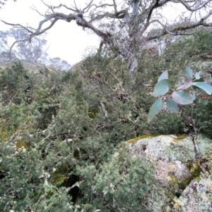 Podocarpus lawrencei at Tinderry Nature Reserve - 5 Nov 2023 12:51 PM