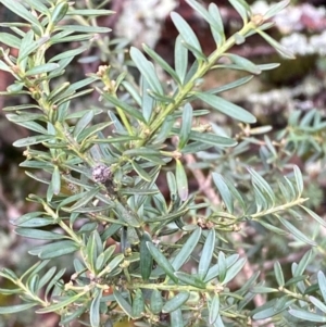 Podocarpus lawrencei at Tinderry Nature Reserve - 5 Nov 2023 12:51 PM