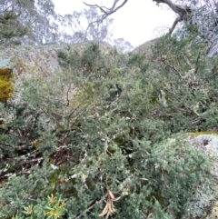 Podocarpus lawrencei at Tinderry Nature Reserve - 5 Nov 2023 12:51 PM