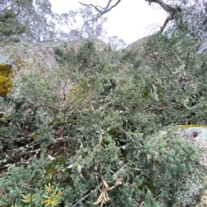 Podocarpus lawrencei at Tinderry Nature Reserve - 5 Nov 2023