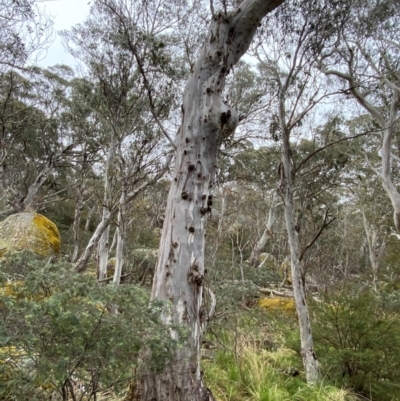 Eucalyptus dalrympleana (Mountain Gum) at Tinderry Nature Reserve - 5 Nov 2023 by Tapirlord