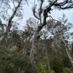 Eucalyptus dalrympleana at Tinderry Nature Reserve - 5 Nov 2023 12:26 PM