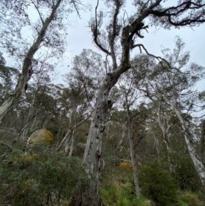 Eucalyptus dalrympleana at Tinderry Nature Reserve - 5 Nov 2023