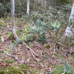 Acacia dealbata subsp. subalpina (Monaro Silver-wattle) at Tinderry, NSW - 5 Nov 2023 by Tapirlord