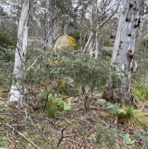 Acacia dealbata subsp. subalpina at Tinderry Nature Reserve - 5 Nov 2023