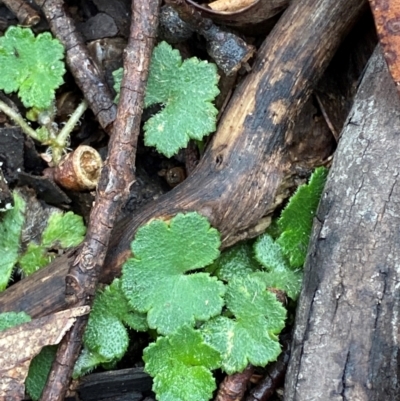 Hydrocotyle hirta (Hairy Pennywort) at Tinderry Nature Reserve - 5 Nov 2023 by Tapirlord