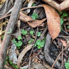 Hydrocotyle hirta at Tinderry Nature Reserve - 5 Nov 2023