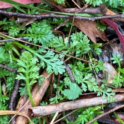 Leptinella filicula (Mountain Cotula) at Tinderry Nature Reserve - 5 Nov 2023 by Tapirlord