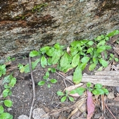 Lagenophora stipitata at Tinderry Nature Reserve - 5 Nov 2023