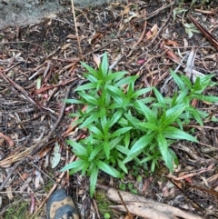 Senecio linearifolius var. latifolius at Tinderry Nature Reserve - 5 Nov 2023 by Tapirlord