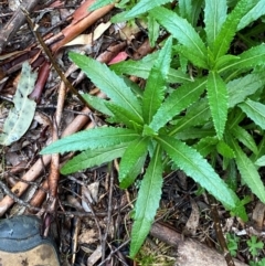 Senecio linearifolius var. latifolius at Tinderry Nature Reserve - 5 Nov 2023 12:24 PM