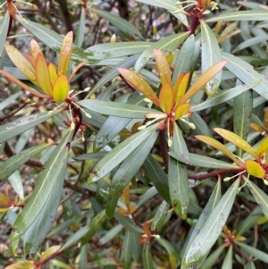 Tasmannia lanceolata at Tinderry Nature Reserve - 5 Nov 2023