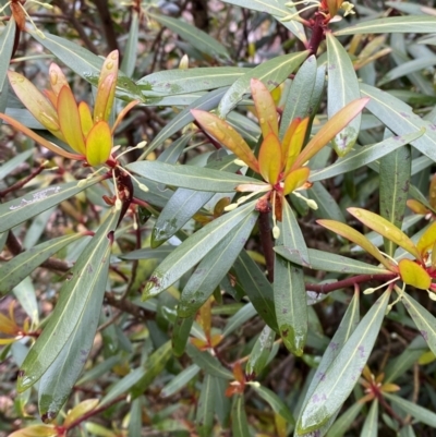 Tasmannia lanceolata (Mountain Pepper) at Tinderry, NSW - 5 Nov 2023 by Tapirlord