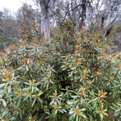 Tasmannia lanceolata at Tinderry Nature Reserve - 5 Nov 2023