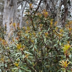 Tasmannia lanceolata at Tinderry Nature Reserve - 5 Nov 2023 12:00 PM