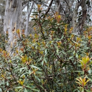 Tasmannia lanceolata at Tinderry Nature Reserve - 5 Nov 2023 12:00 PM