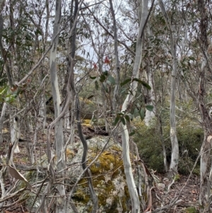 Eucalyptus pauciflora subsp. pauciflora at Tinderry Nature Reserve - 5 Nov 2023