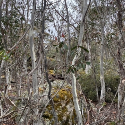 Eucalyptus pauciflora subsp. pauciflora (White Sally, Snow Gum) at Tinderry Nature Reserve - 5 Nov 2023 by Tapirlord