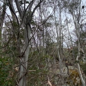 Eucalyptus pauciflora subsp. pauciflora at Tinderry Nature Reserve - 5 Nov 2023