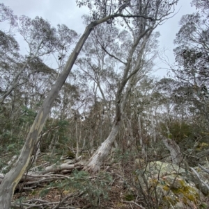 Eucalyptus pauciflora subsp. pauciflora at Tinderry Nature Reserve - 5 Nov 2023