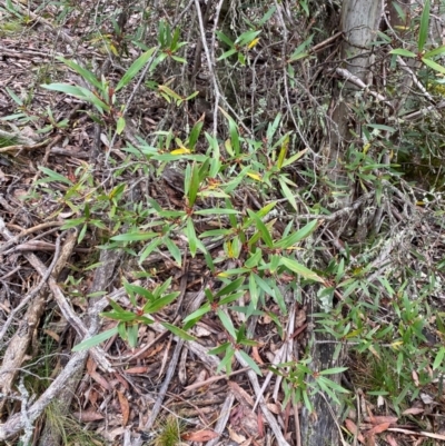 Persoonia silvatica (Forest Geebung) at Tinderry, NSW - 5 Nov 2023 by Tapirlord