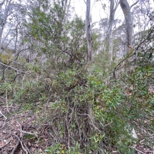 Persoonia silvatica at Tinderry Nature Reserve - 5 Nov 2023