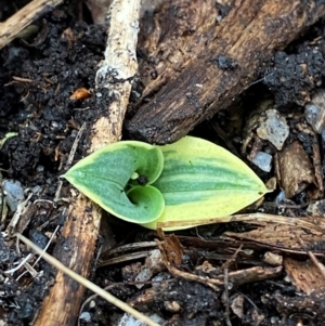 Chiloglottis valida at Tinderry Nature Reserve - 5 Nov 2023