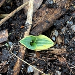 Chiloglottis valida at Tinderry Nature Reserve - suppressed