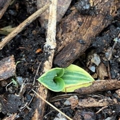 Chiloglottis valida at Tinderry Nature Reserve - 5 Nov 2023