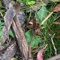 Chiloglottis valida (Large Bird Orchid) at Tinderry Nature Reserve - 5 Nov 2023 by Tapirlord