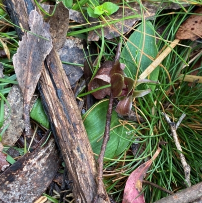 Chiloglottis valida (Large Bird Orchid) at Tinderry Nature Reserve - 5 Nov 2023 by Tapirlord